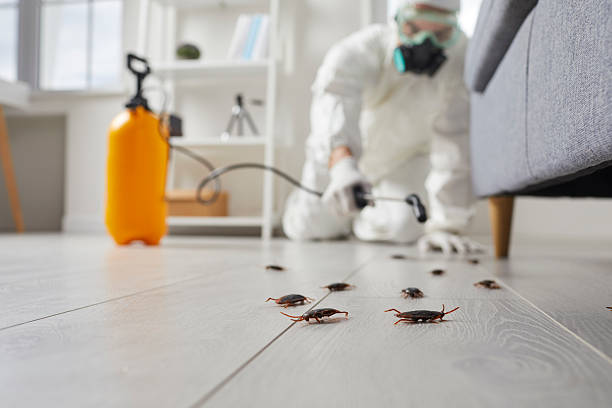 Post-Treatment Bed Bug Interceptor Monitoring in Caddo Mills